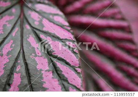 Begonia brevirimosa leaves 113955557