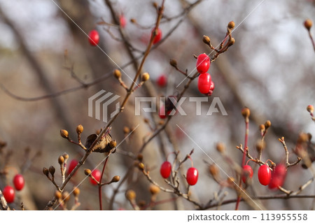 Red fruit of Sanshu Red fruit of Sanshu 113955558
