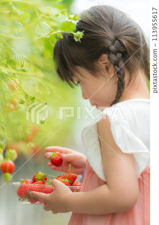 摘草莓的小女孩 摘草莓的小女孩 113955617