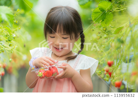 Little girl eating strawberries at strawberry picking Little girl eating strawberries at strawberry picking 113955632