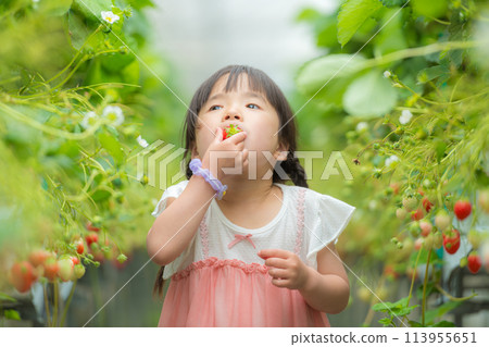 小女孩一邊摘草莓一邊吃草莓 113955651