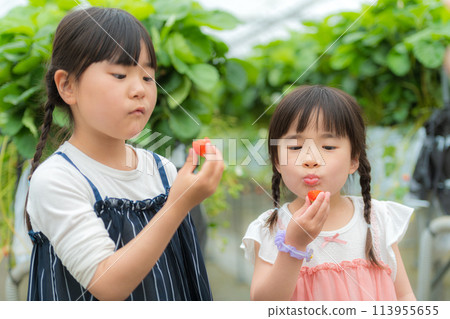 一個女孩在吃草莓採摘的新鮮草莓 一個女孩在吃草莓採摘的新鮮草莓 113955655