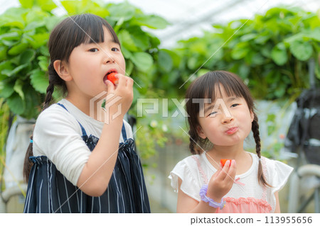 一個女孩在吃草莓採摘的新鮮草莓 一個女孩在吃草莓採摘的新鮮草莓 113955656