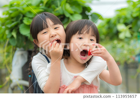一個女孩在吃草莓採摘的新鮮草莓 一個女孩在吃草莓採摘的新鮮草莓 113955657