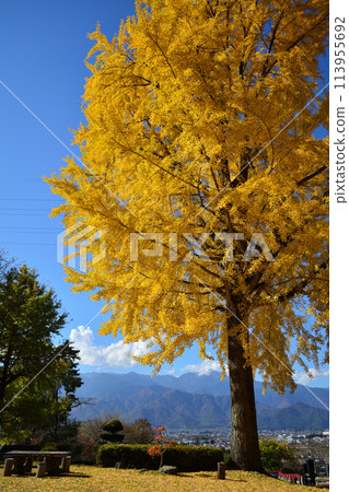 Chofukuji Temple's ginkgo trees and the Northern Alps Chofukuji Temple's ginkgo trees and the Northern Alps 113955692