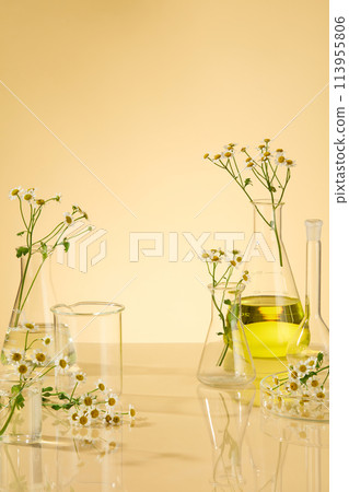 Chamomile and laboratory concept on minimal background with a group of lab glassware, transparent glass, erlenmeyer with yellow fluid. Chamomile Extract is a common ingredient in various categories of 113955806