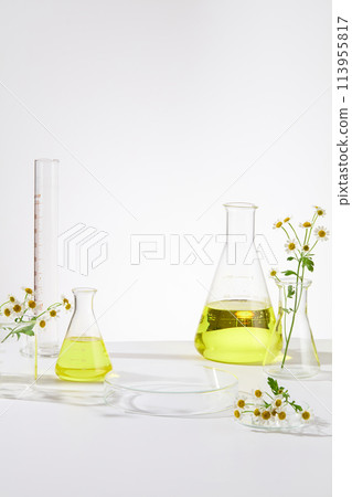Yellow natural organic extraction is filled in scientific glassware and Tanacetum parthenium flowers are decorated. Minimalism concept for advertising product of medicine, skincare or body care, space Yellow natural organic extraction is filled in scientific glassware and Tanacetum parthenium flowers are decorated. Minimalism concept for advertising product of medicine, skincare or body care, space 113955817