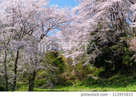 櫻花和田野 113955833