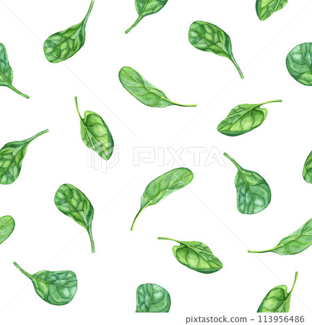 Watercolor repeat, seamless pattern with leafy green flowering plant spinach. Hand drawn illustration for clip art menu label package 113956486