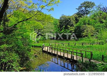 國立科學博物館自然教育園區及水生植物園綠意盎然 113956503