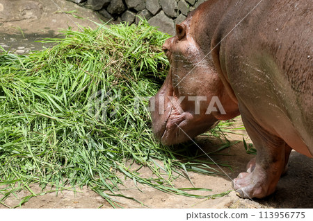 Close up head The Big hippopotamus in garden Close up head The Big hippopotamus in garden 113956775
