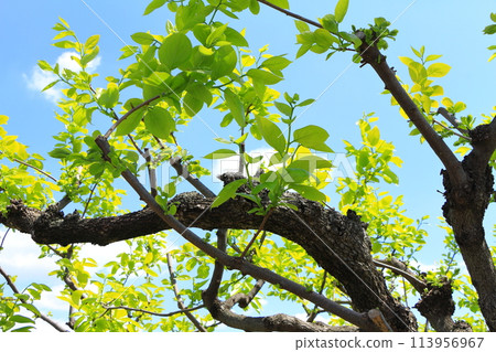 柿子樹長出新芽 柿子樹長出新芽 113956967