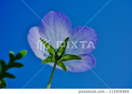 漂亮的仙女粉蝶花在風中搖曳 漂亮的仙女粉蝶花在風中搖曳 113956969