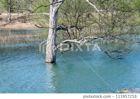 Iide Town, Yamagata Prefecture, Lake Shirakawa submerged forest Iide Town, Yamagata Prefecture, Lake Shirakawa submerged forest 113957258