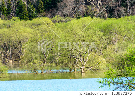 Iide Town, Yamagata Prefecture, Lake Shirakawa submerged forest Iide Town, Yamagata Prefecture, Lake Shirakawa submerged forest 113957270