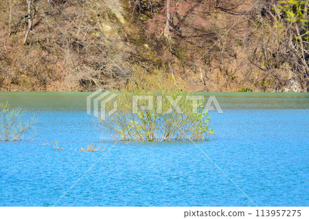 Iide Town, Yamagata Prefecture, Lake Shirakawa submerged forest 113957275