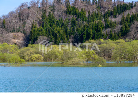 Iide Town, Yamagata Prefecture, Lake Shirakawa submerged forest Iide Town, Yamagata Prefecture, Lake Shirakawa submerged forest 113957294