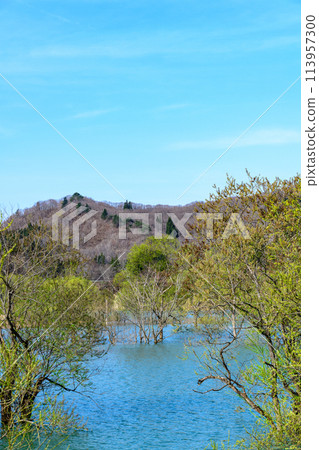 山形縣飯豐町白河湖水下森林 113957300