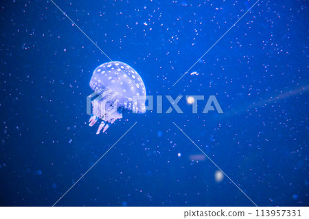 Glow in the dark jellyfish seen at the aquarium - Slowly floating jellyfish 113957331
