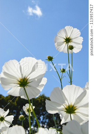 Pure white cosmos against the blue sky 113957417