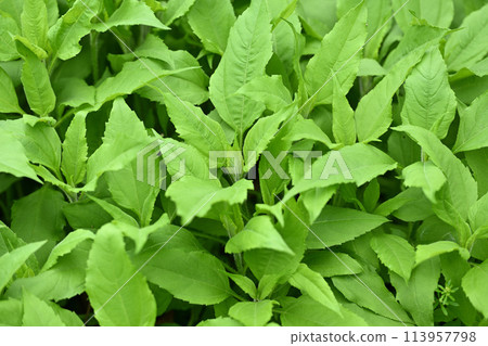 菊芋的嫩葉 113957798