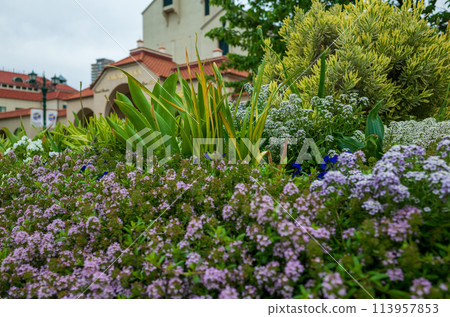 Flower Michi 113957853