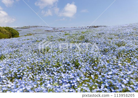 Nemophila in full bloom 113958205