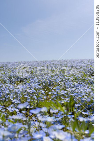 Nemophila in full bloom 113958208