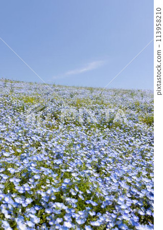 Nemophila in full bloom 113958210