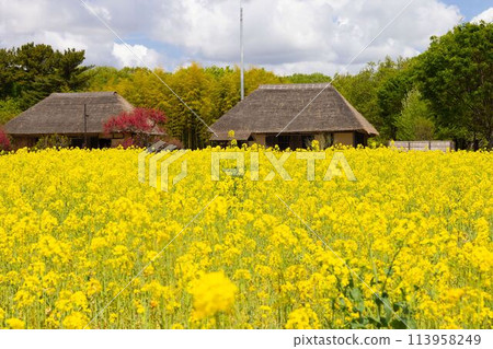 Canola flowers in full bloom Canola flowers in full bloom 113958249