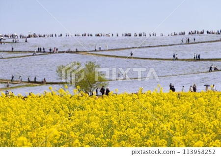 A collaboration between rape blossoms and nemophila 113958252