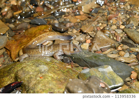 Profile of a Tago salamander Profile of a Tago salamander 113958336