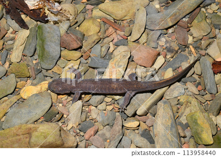 A male Japanese giant salamander roaming the water A male Japanese giant salamander roaming the water 113958440