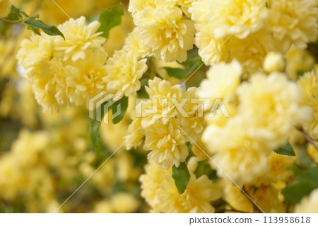 Yellow mock butter flower Yellow mock butter flower 113958618