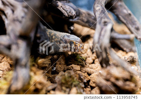 Iboyor lizard macro Iboyor lizard macro 113958745