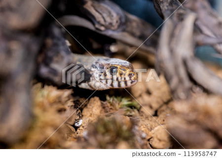 Iboyor lizard macro Iboyor lizard macro 113958747