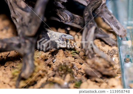 Iboyor lizard macro Iboyor lizard macro 113958748