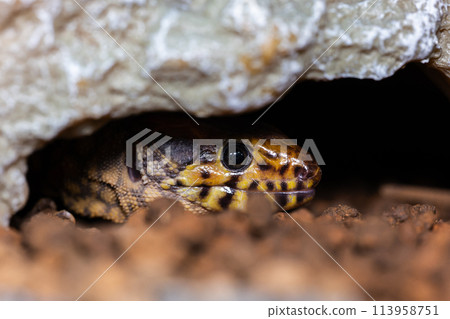 Iboyor lizard macro 113958751