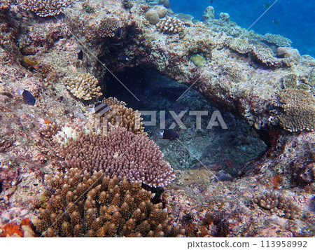 Underwater topography of Cape Maeda, Onna Village, Okinawa Prefecture Underwater topography of Cape Maeda, Onna Village, Okinawa Prefecture 113958992