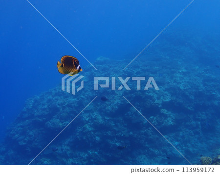 在沖繩縣恩納村前田海角高度透明的海裡游泳的魚 113959172