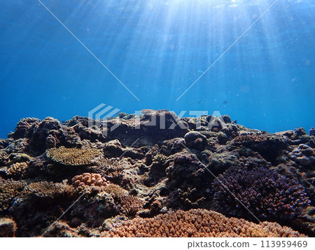 Underwater scenery at Cape Maeda, a popular diving spot in Okinawa Underwater scenery at Cape Maeda, a popular diving spot in Okinawa 113959469