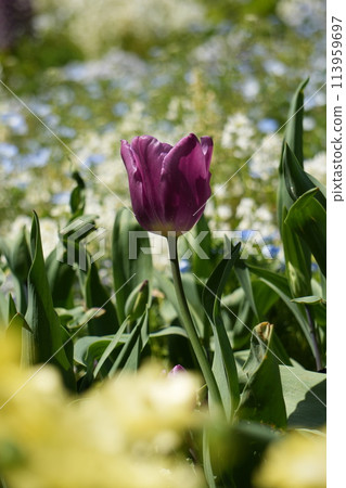 Pink tulips blooming in spring flowerbed 113959697