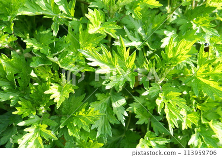 Mugwort in the new green season 113959706
