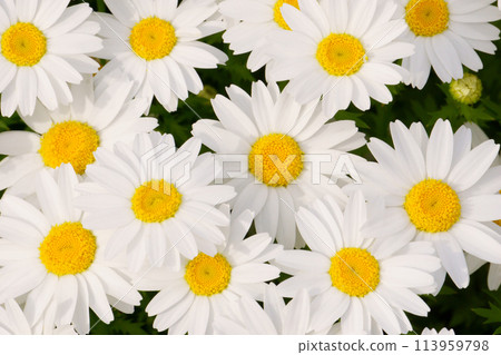 類似瑪格麗特的花：白色柑橘花 5 113959798