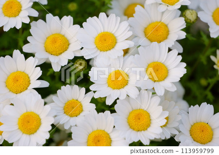 類似瑪格麗特的花，白色柑橘花 4 113959799