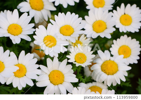 A flower similar to a daisy: White daisy flower 3 A flower similar to a daisy: White daisy flower 3 113959800
