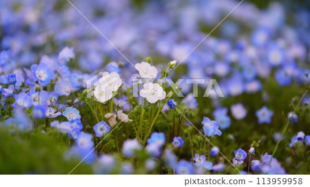 春天，舍人公園盛開的藍色 Nemophila 花 113959958