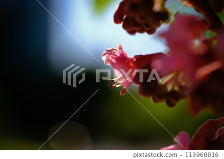 Red horse chestnut flowers decorating the park 113960016
