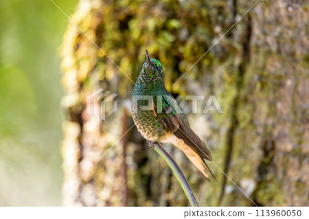 Tourmaline sunangel (Heliangelus exortis), species of hummingbird. Cundinamarca department. Wildlife and birdwatching in Colombia 113960050