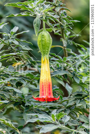 Brugmansia sanguinea, the red angels trumpe flowert. Cundinamarca Department, Colombia Brugmansia sanguinea, the red angels trumpe flowert. Cundinamarca Department, Colombia 113960051